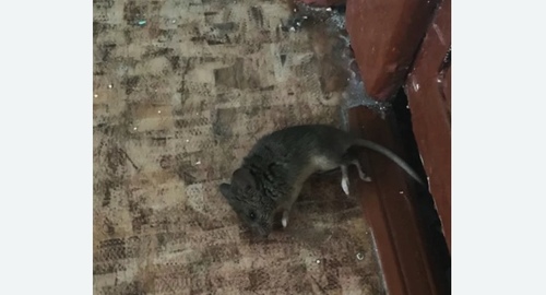 Дезинфекция от мышей в Казани